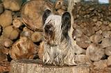 SKYE TERRIER 003